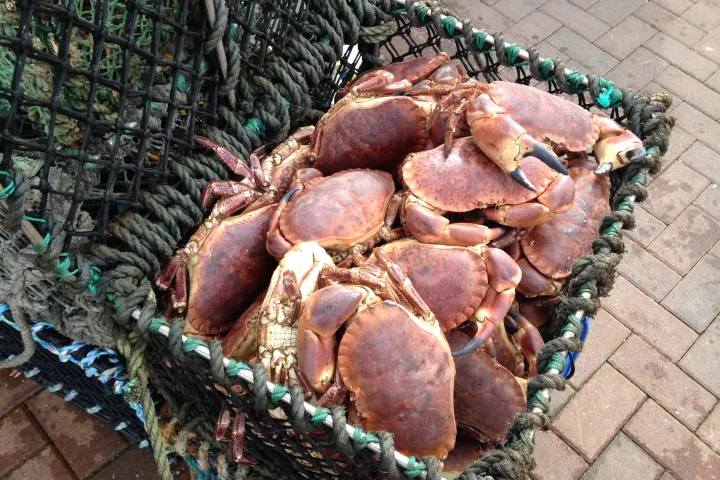 sea crabs in a basket