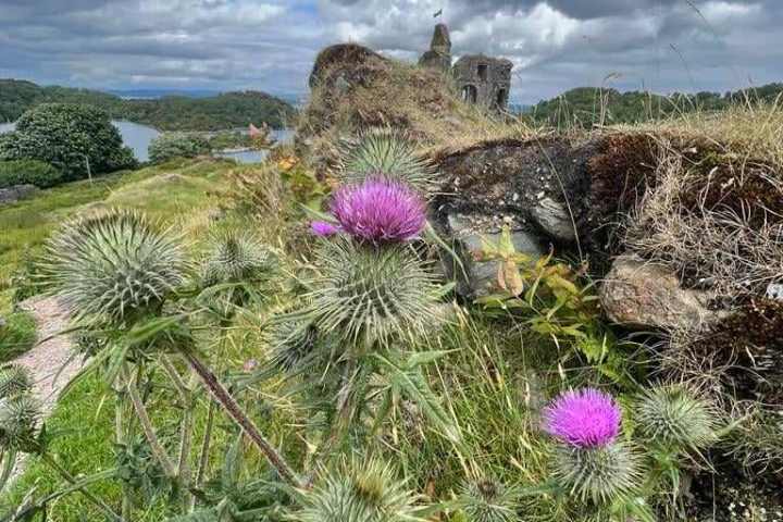 a large purple flower is in a garden